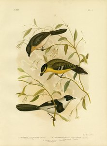 広範な請求ヒタキ、1891年 作： Gracius Broinowski